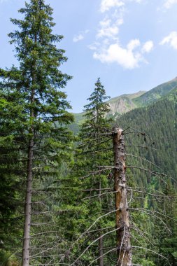 Ağacı ve mavi gökyüzü olan dağ manzarası 