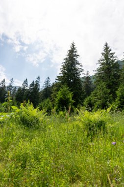 Dağ yamacındaki güzel yeşil orman 