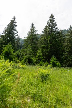 Karpatlar 'da yaz ormanlarında 