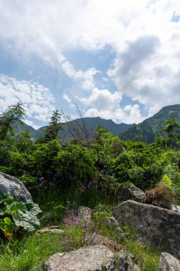 Dağların güzel manzarası 