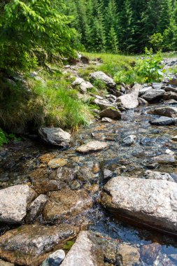 Dağ ormanında bir nehir 