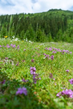Çiçekleri açmış güzel bir çayır fotoğrafı. 