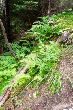 Dağdaki orman yolu. 