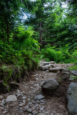 Dağlardaki dağ manzarası, doğa, yaz 