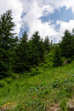 Ormanda dağın ortasında bir ağacın olduğu güzel bir manzara. 