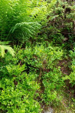 Bahçedeki yeşil bitkiler 