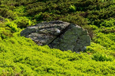 güzel yeşil orman manzara 