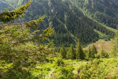 Doğanın güzel manzarası 