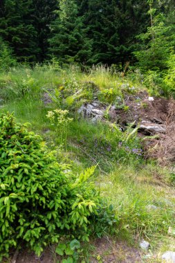 green forest in summer day. 