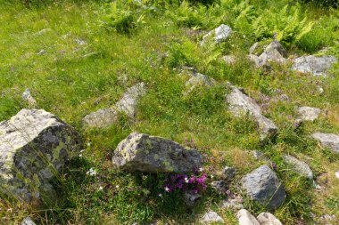 Çayırdaki çiçekler. 