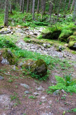 Ağaçların arasından geçen bir ormanın güzel bir görüntüsü. 