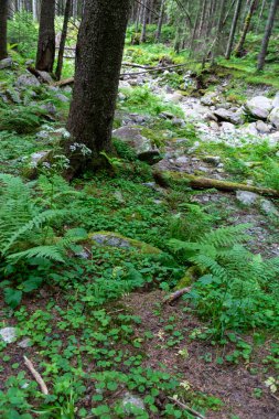 Baharda güzel yeşil orman 