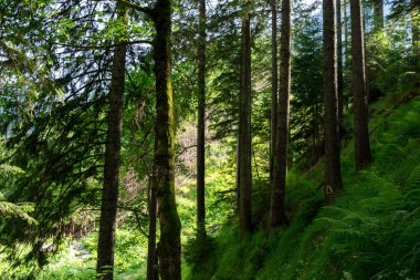 Yazın güzel bir orman. 