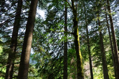 Bir ormanın dikey görüntüsü 