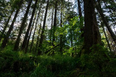 Yeşil bir ormanın güzel bir görüntüsü 