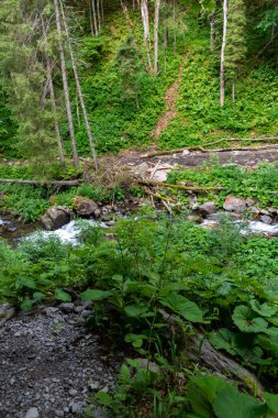 Ormanda taşları ve yeşilliği olan güzel bir dağ nehri.. 