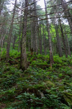 Yazın orman. Güzel orman 
