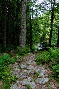 Ağaçlı ormanda bir patika 