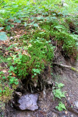 Güzel bir ağacın yakın çekimi. 