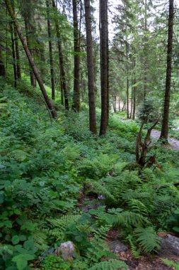 Yeşil orman bir yaz gününde 