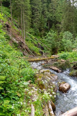 Ormandan akan güzel nehir 