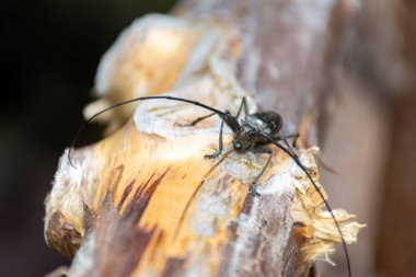 Böceğin makro görüntüsü. 
