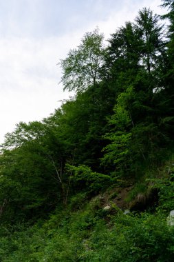 Ormanda yeşil ağaçlar, doğa bitki örtüsü 