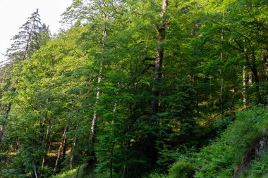Dağ yolundaki güzel orman 