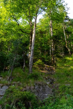 Ağaçların arka planda yeşil yapraklarla güzel bir görüntüsü. 