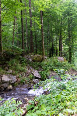 Dağlardaki bir ormanın dikey görüntüsü. 