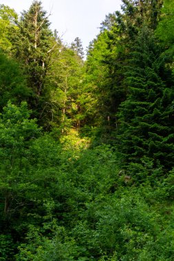 Arka planda orman olan güzel bir manzara. 