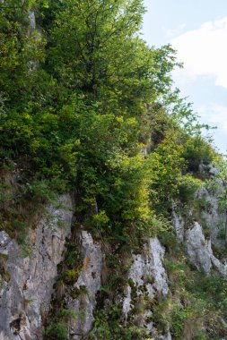 Yeşil ormanın güzel manzarası 