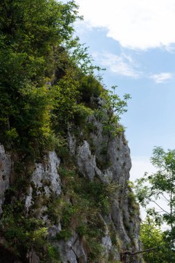 Ormandaki güzel doğa 