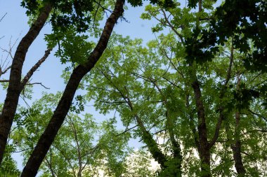 Ormanda yeşil ağaçlar 