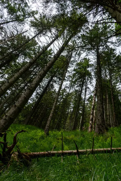 Plano Vertical Árboles Bosque — Foto de Stock