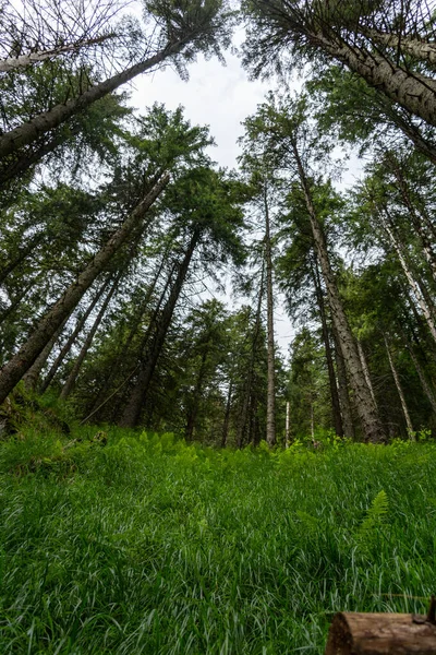 Primer Plano Árbol Bosque Con Una Hierba Verde Cielo Nublado — Foto de Stock