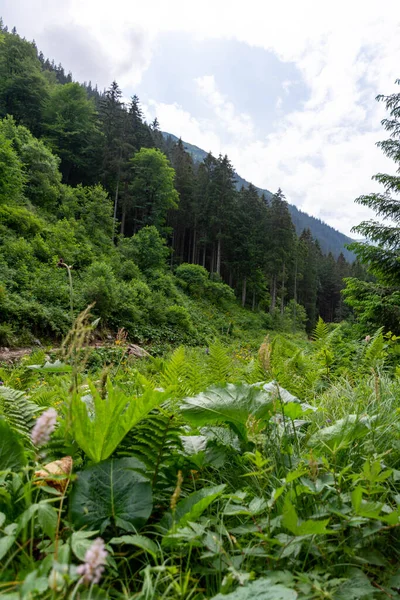 stock image green forest in the mountains 