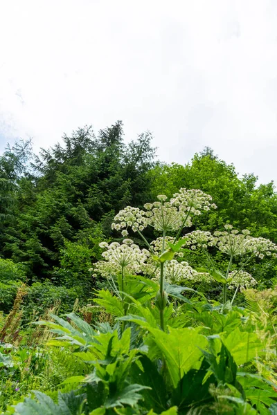 stock image a closeup shot of a beautiful hydrangea plant in a forest 