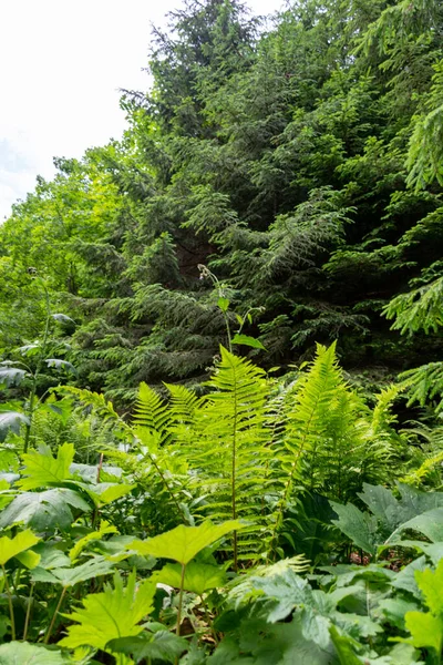 stock image green forest in the mountains. 