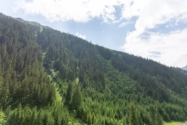 Yaz Dağları Yeşil Ağaçlarla Gökyüzüyle — Stok fotoğraf