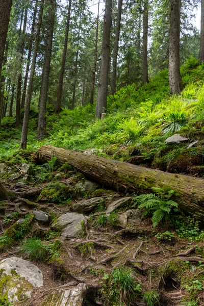 Dağlardaki orman. Doğa, seyahat. 