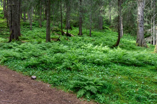 Stock image a beautiful forest landscape 