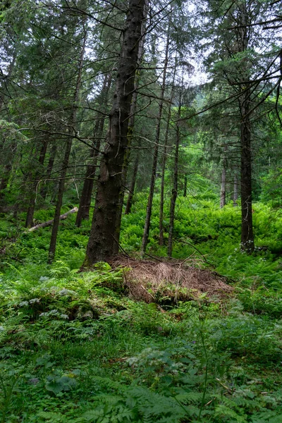 Les Horách Zelený Mech Kameny — Stock fotografie
