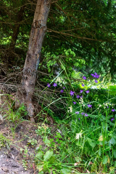 Крупним Планом Фіолетові Квіти Лісі — стокове фото