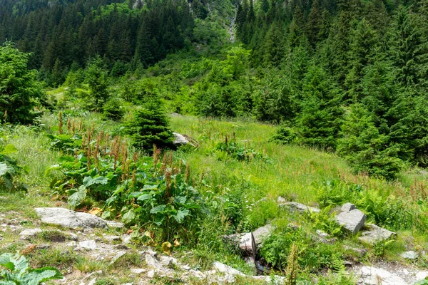 Mountain Trail Carpathian Mountains — Stock Photo, Image