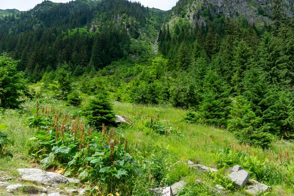 Hermoso Paisaje Con Árbol Las Montañas Los Cárpatos Ucrania — Foto de Stock