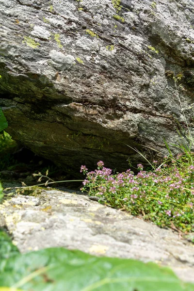 石の上で成長する緑の苔 — ストック写真