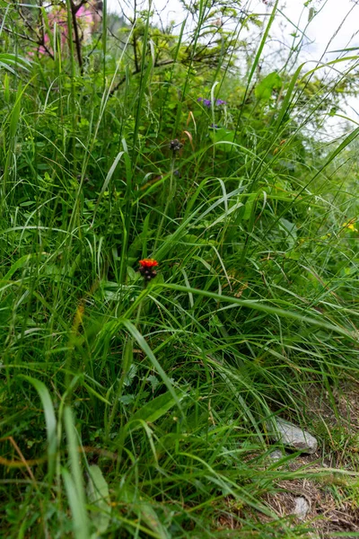 Yeşil Çimlerde Uğur Böceği — Stok fotoğraf