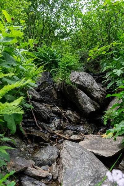 森林里的一条小山河 — 图库照片