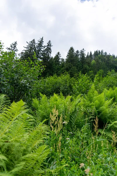 Floresta Verde Árvores — Fotografia de Stock